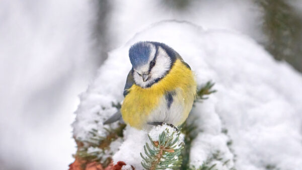 Wallpaper Standing, Birds, Mobile, Tree, Yellow, Bird, Snow, Desktop, Blue, Spruce, With, Tit, Branches