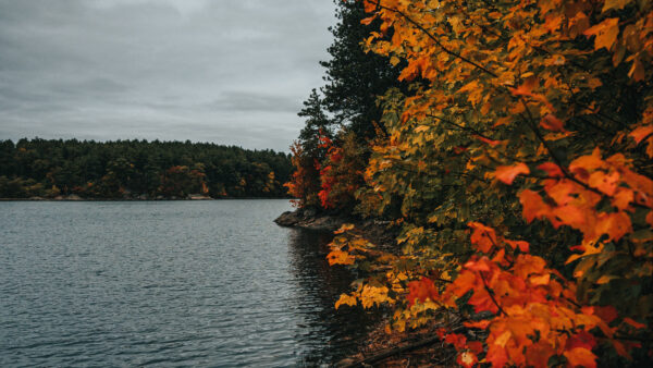 Wallpaper Green, Orange, Trees, Colorful, Nature, Mobile, Autumn, Leafed, River, Desktop, Near, Forest