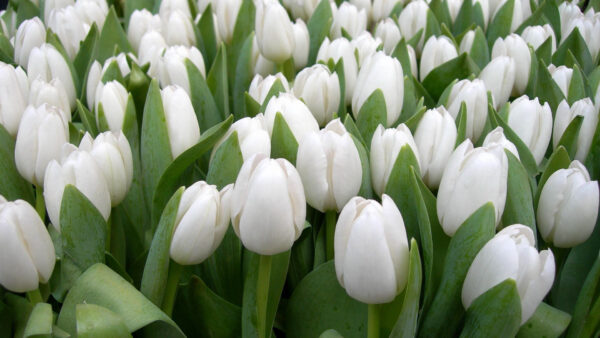 Wallpaper Beauty, Floral, Spring, Flowers, White, Herbs, Tulips