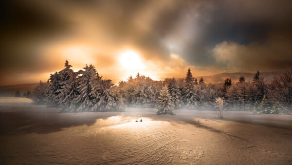 Wallpaper Trees, Snow, Winter, Sunset, Forest, With, Covered, During