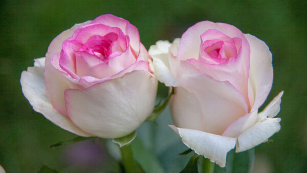 Wallpaper Leaves, Roses, Desktop, With, Spring, Pink, White