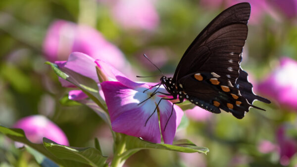 Wallpaper Desktop, Flower, Brown, Mobile, Blur, White, Background, Black, Purple, Butterfly, Design, Petals, Dots