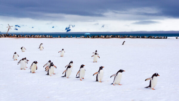 Wallpaper Penguins, Birds, Desktop, Sky, Beach, Snow, And, Cloudy, Background, With