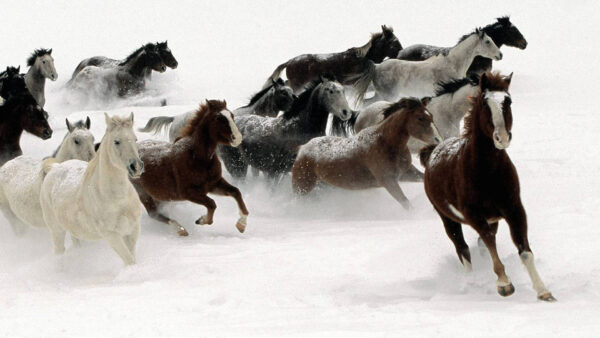 Wallpaper Horse, Snow, Running, Horses, Covered, Landscape, Desktop