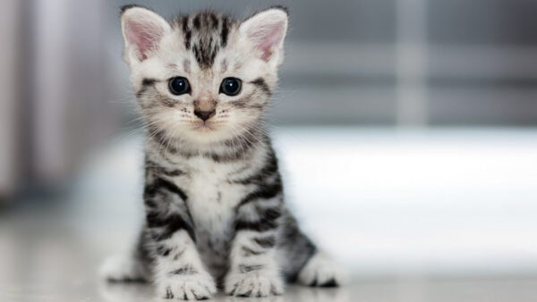 Wallpaper Background, White, Cat, Black, Kitten, Floor, Sitting, Blur