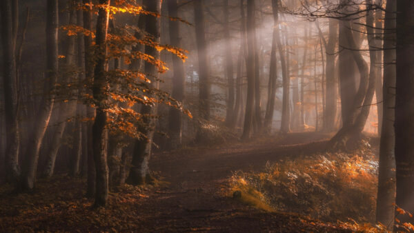 Wallpaper Desktop, Nature, And, Trees, With, Forest, Sunbeam, Path