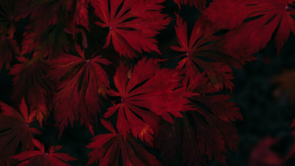 Wallpaper Red, Closeup, View, Leaves, Autumn, Mobile, Nature, Desktop