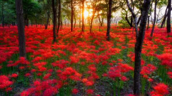 Wallpaper Background, Green, Trees, Red, Flowers, Sunrays, Beautiful, Plants