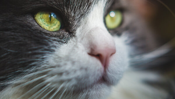 Wallpaper Eyes, With, Desktop, Cat, Green, Closeup, Animals