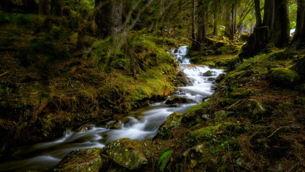 Wallpaper Algae, Trees, Nature, Desktop, Green, Water, Covered, Stream, Mobile, Rocks, Plants, Between