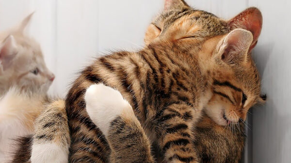 Wallpaper Desktop, Kitten, Cute, Cat, Hug