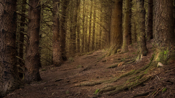 Wallpaper Brown, Background, Nature, Trees, Roots, Covered, Mobile, Desktop, Sand, Forest, Green, Algae