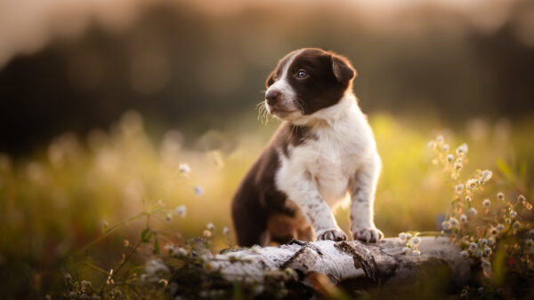 Wallpaper Color, Brown, White, Animals, With, Desktop, And, Puppy