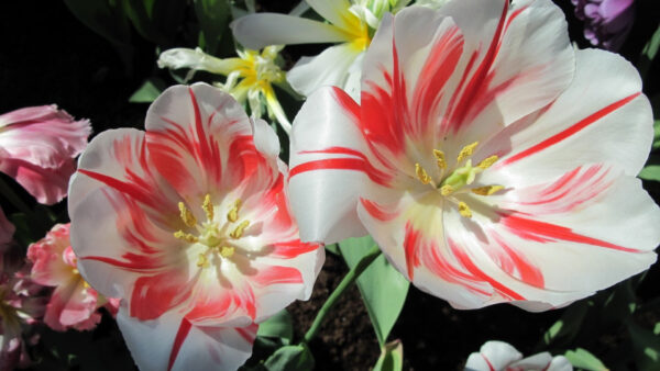 Wallpaper Tulips, Spring, White, Flowers, Petaled, Red