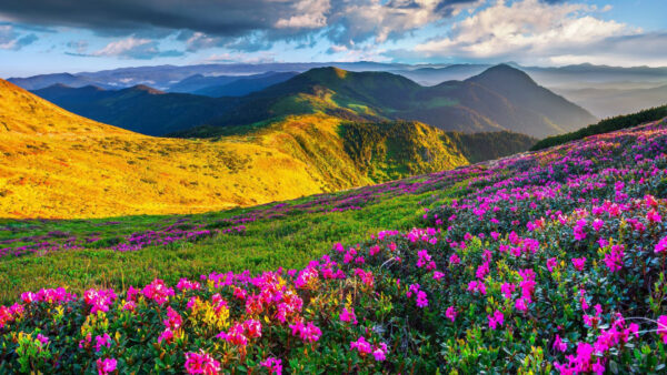 Wallpaper View, Purple, Flowers, Slope, Closeup, Mountains, Field