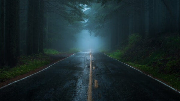 Wallpaper Forest, Nature, Fog, Trees, Beautiful, Covered, Green