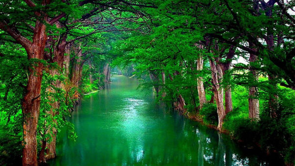 Wallpaper Water, Green, River, Between, Nature, Forest, Reflection, Trees