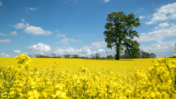 Wallpaper Yellow, Tree, Flowers, Oak, Rapeseed, Field