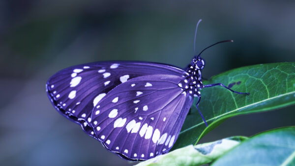 Wallpaper Green, Leaf, White, Blur, Dots, Background, Purple, Butterfly, Design