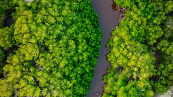 Wallpaper View, Greenery, Aerial, Forest, Trees, River, Nature