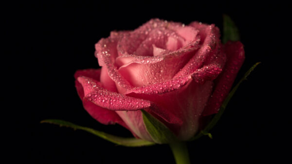 Wallpaper Desktop, Background, Mobile, Flowers, Flower, Rose, Water, Petals, Pink, With, Black, Drops