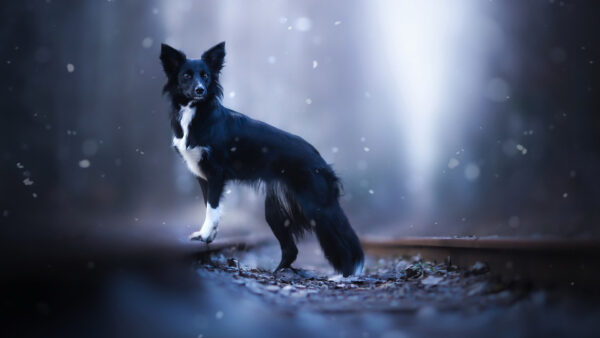 Wallpaper Background, Dog, Blur, Black, White, Bokeh