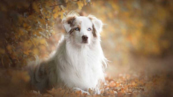 Wallpaper Leaves, Background, Australian, Dry, Dog, Shepherd, Blur