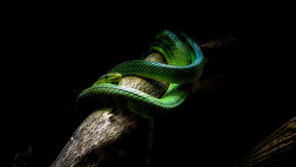 Wallpaper Trunk, Black, Background, Snake, Tree, Python, Green, Viper, Dark, Theme
