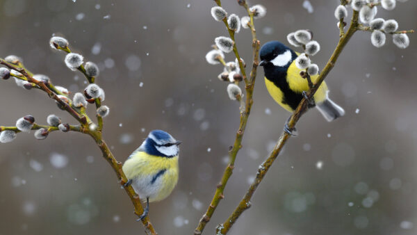 Wallpaper Titmouse, Blue, Snowfall, Birds, Are, White, Yellow, Tree, Standing, Background, Branches