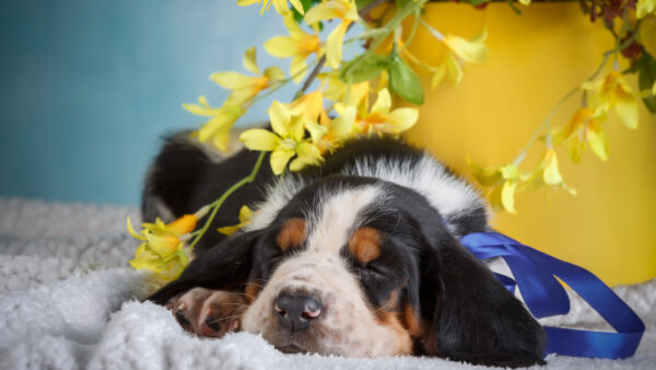 Wallpaper Dog, Cloth, White, Black, Brown, Sleeping, Towel