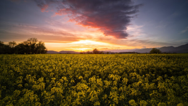 Wallpaper Rapeseed, Sunset, Under, White, Mobile, Sky, Yellow, Field, Desktop, Nature, Blue, During, Clouds, Plants, Flowers