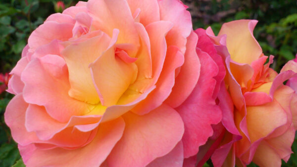 Wallpaper Closeup, Pink, Flower, Petals, View, Rose, Flowers