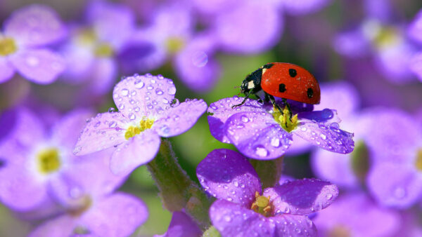 Wallpaper Sitting, Flower, Ladybug, With, Water, Drops, Blur, Red, Purple, Background, Petals