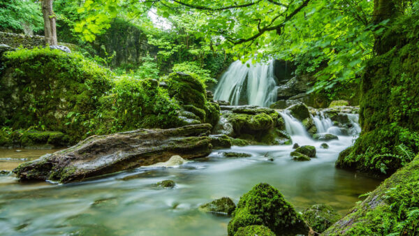 Wallpaper Between, Bushes, Branches, Plants, Waterfall, Green, Beautiful, Trees, Dark