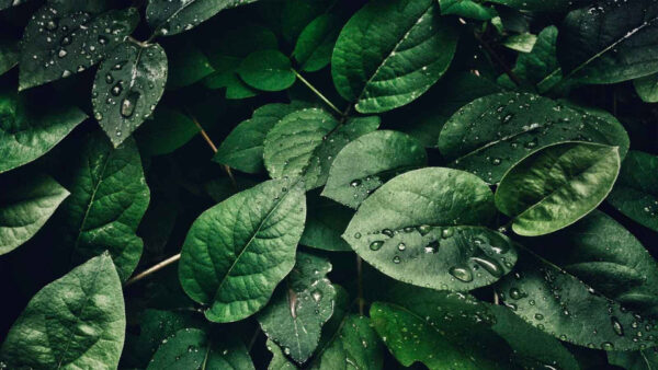 Wallpaper Drops, Green, Water, Leaves, Plants, Closeup, View, Aesthetic, With