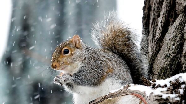 Wallpaper White, Black, Mobile, Blur, Desktop, Tree, Background, Fur, Standing, Brown, Trunk, Squirrel