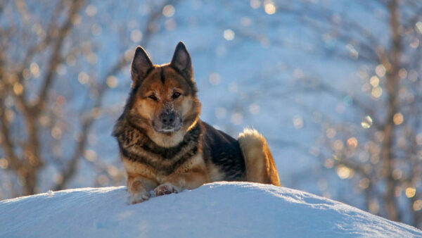 Wallpaper Snow, Sitting, Bokeh, Black, Dog, Background, Blur, Brown