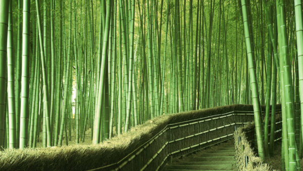 Wallpaper Trees, Bamboo, Between, Climb, Stairs, Path