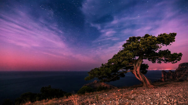 Wallpaper Starry, Blue, Branches, Leaves, Green, Ocean, Under, Tree, Clouds, During, Pink, Nighttime, Sky, Nature