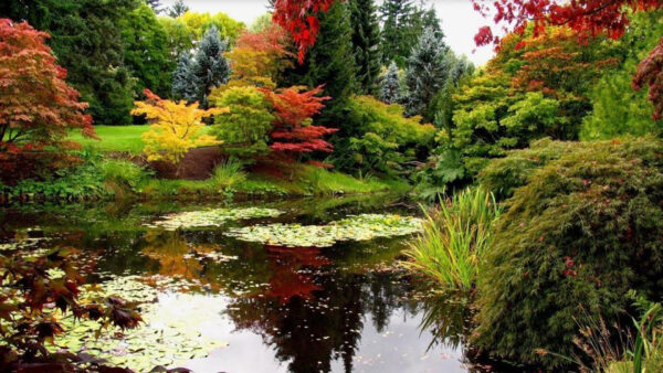 Wallpaper Pond, Nature, Colorful, Scenery, Trees, Reflection, Surrounded, Beautiful, Water