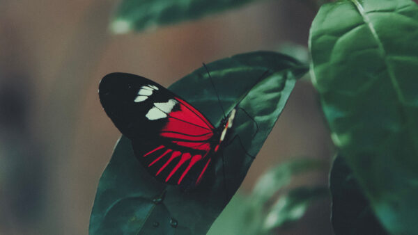 Wallpaper Black, Red, Lines, Leaf, Green, Butterfly