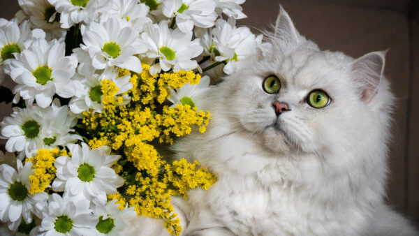 Wallpaper Fur, Sitting, Flowers, Eyes, With, Yellow, Cat, Stare, Near, Look, White