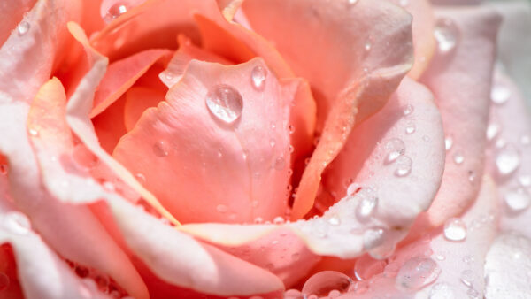 Wallpaper Water, Drops, Rose, Flower, With, Closeup, Light, Pink, View, Petals, Flowers