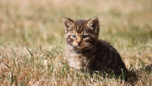 Wallpaper Cute, Cat, Background, Brown, White, Blur, Grass, Green, Sitting, Black, Kitten