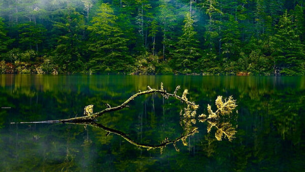 Wallpaper Trees, Reflection, Plants, Bushes, Lake, Forest, Autumn, Green, Woods, Nature