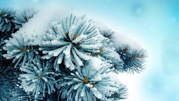 Wallpaper Leaves, Frozen, Nature, Plants, View, Closeup, Snow, Covered, Bushes