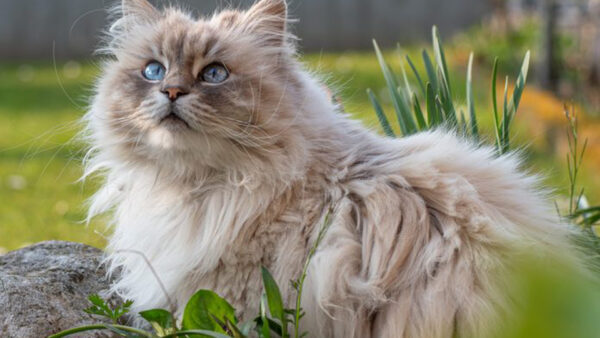 Wallpaper Cat, Fur, Grass, Cute, White, Eyes, Background, Green, Sitting, Blue, Blur, Light, Field