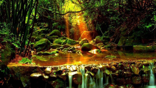 Wallpaper Forest, Algae, Trees, Rocks, Green, Covered, Puddle, Sunrays, Beautiful
