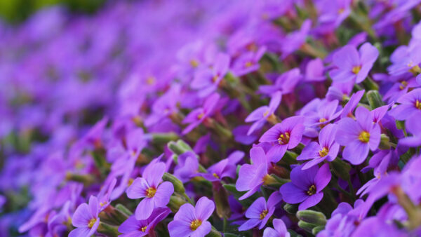 Wallpaper Flowers, Purple, Buds, Blur, Aubrieta, Petals, Background