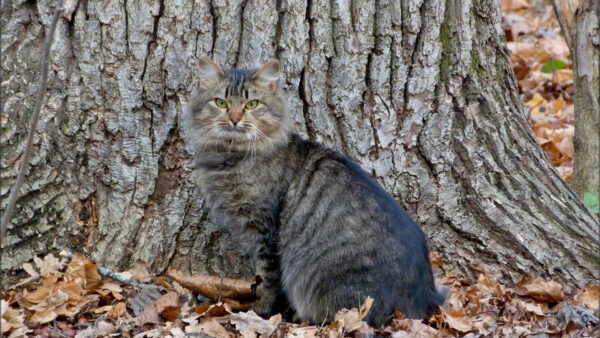 Wallpaper White, Leaves, Yellow, Sitting, Dry, Cat, Trunk, Background, Cute, Black, Tree, Eyes